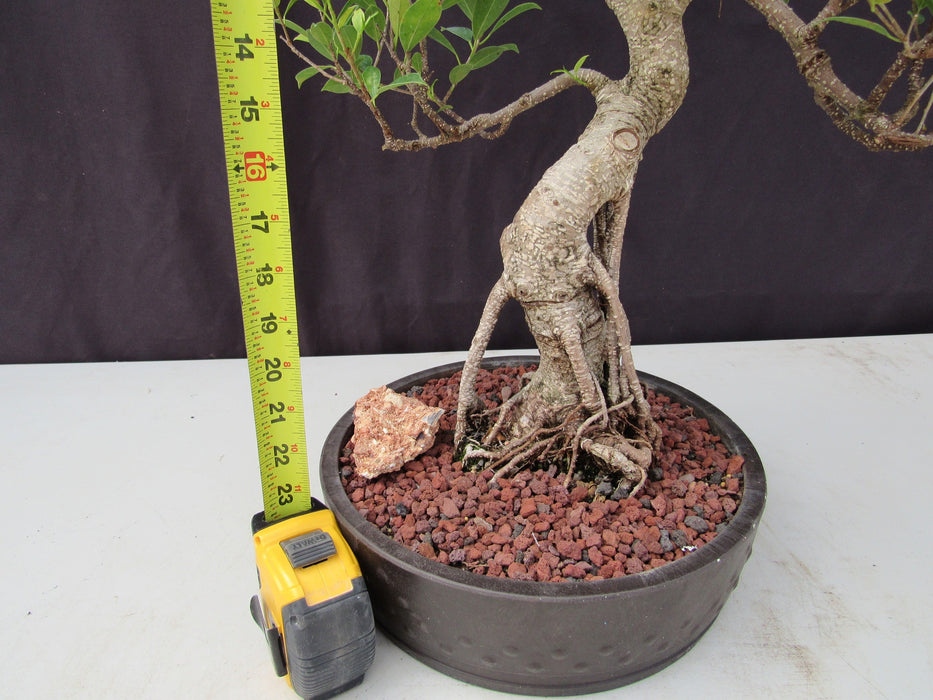 51 Year Ficus Retusa Specimen Curved Trunk Bonsai Tree Size