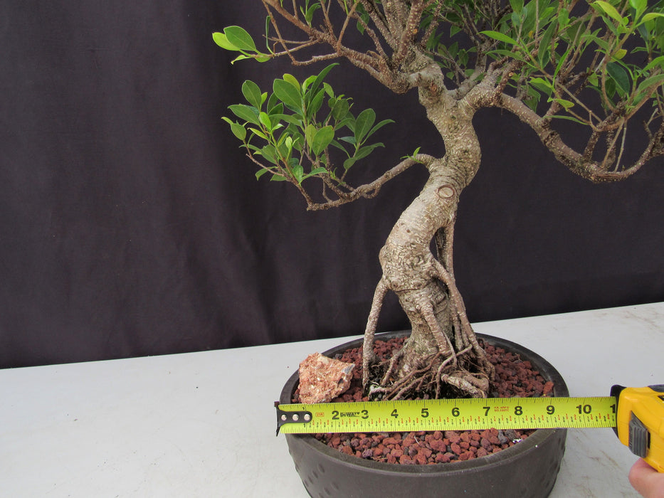 51 Year Ficus Retusa Specimen Curved Trunk Bonsai Tree Width