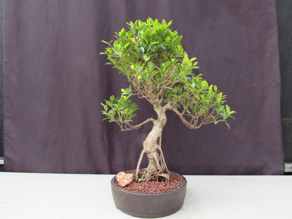 51 Year Ficus Retusa Specimen Curved Trunk Bonsai Tree Profile