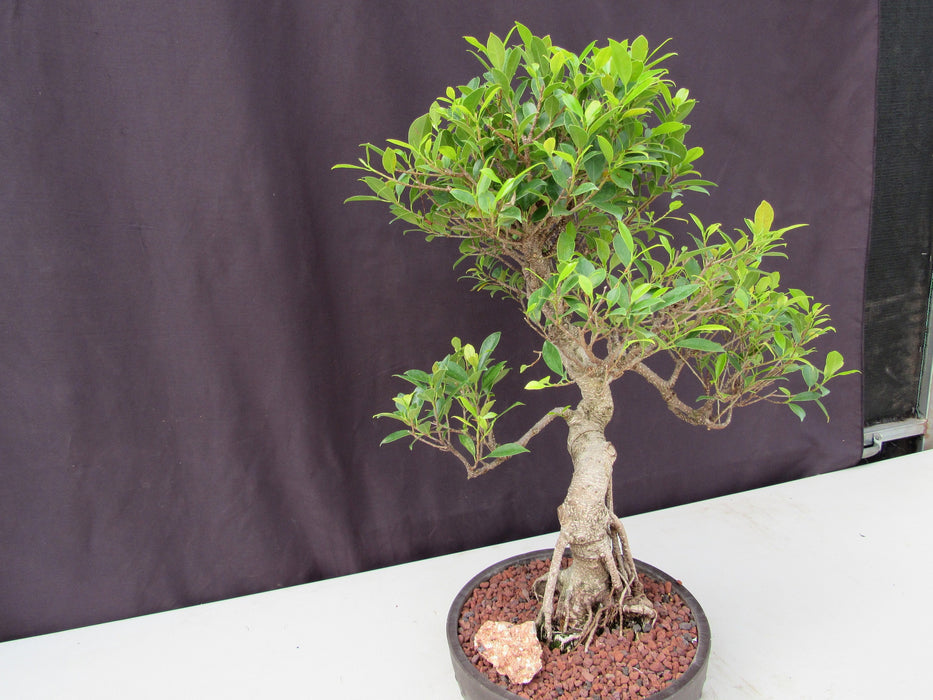 51 Year Ficus Retusa Specimen Curved Trunk Bonsai Tree Side