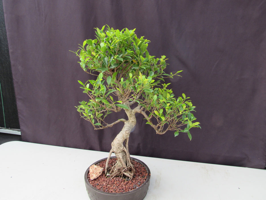 51 Year Ficus Retusa Specimen Curved Trunk Bonsai Tree Softer Side