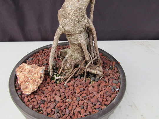 51 Year Ficus Retusa Specimen Curved Trunk Bonsai Tree