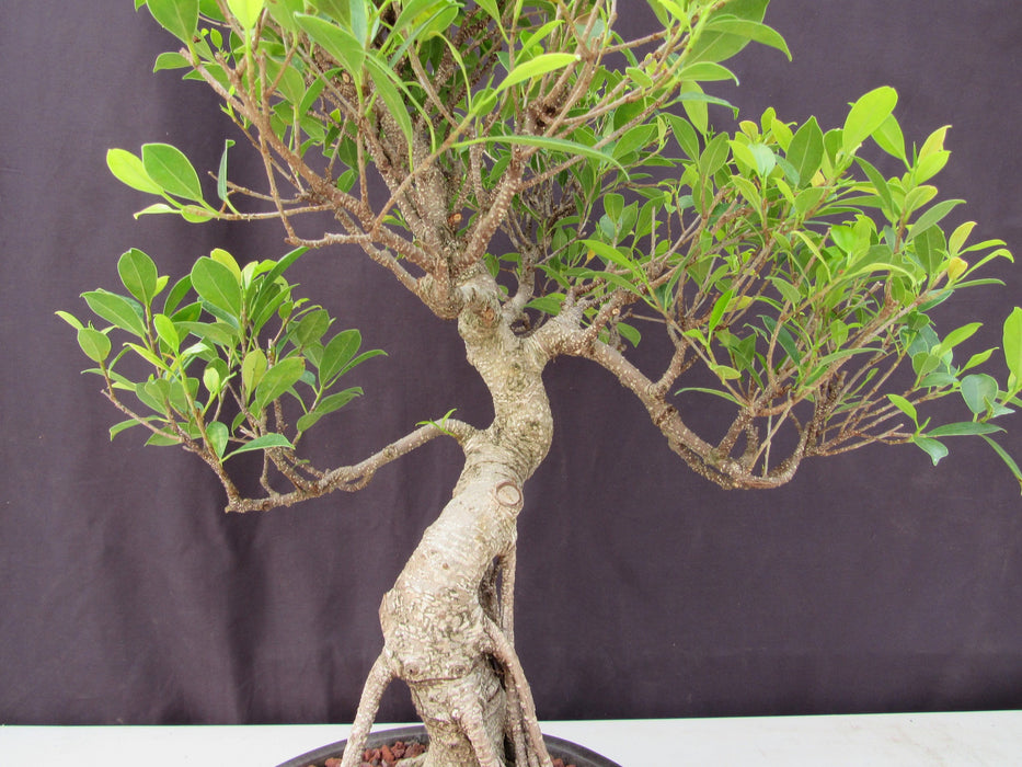 51 Year Ficus Retusa Specimen Curved Trunk Bonsai Tree Trunk