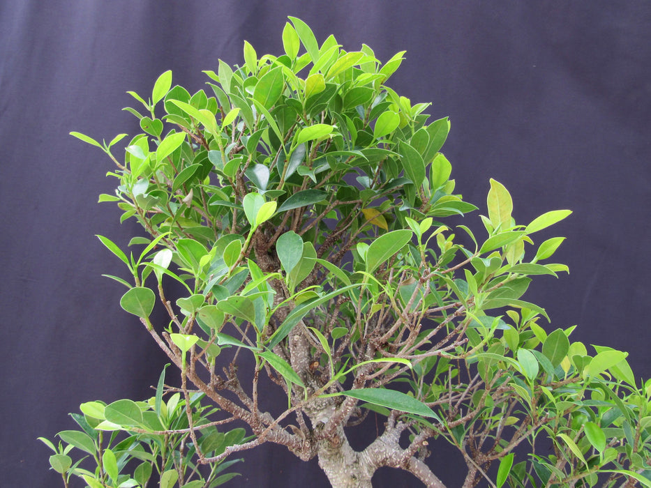 51 Year Ficus Retusa Specimen Curved Trunk Bonsai Tree Foliage