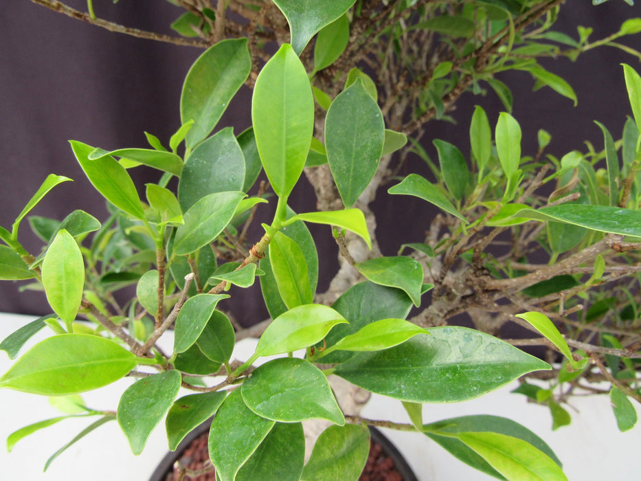 51 Year Ficus Retusa Specimen Curved Trunk Bonsai Tree Leaves