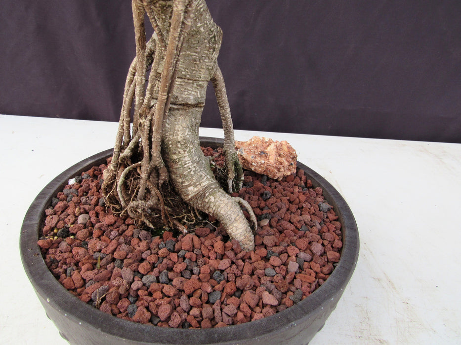 51 Year Ficus Retusa Specimen Curved Trunk Bonsai Tree Air Roots