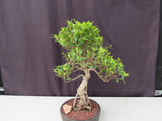 bonsai tree with long leaves 51 Year Ficus Retusa Specimen Curved Trunk Bonsai Tree