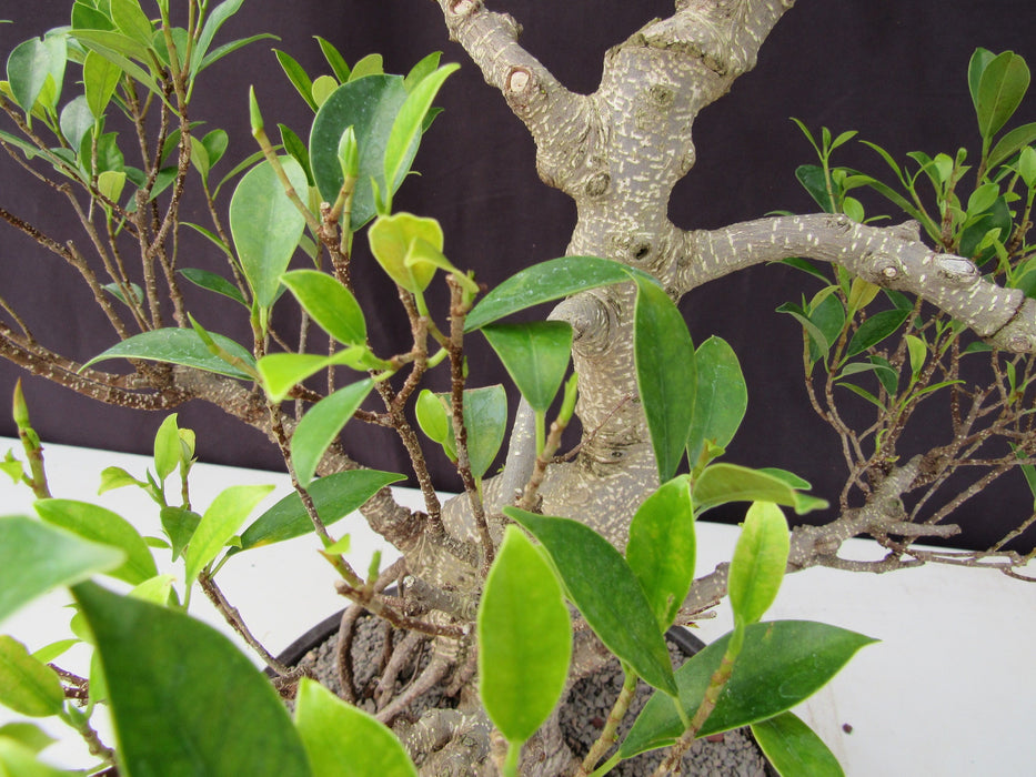 53 Year Ficus Retusa Specimen Curved Trunk Bonsai Tree Leaves