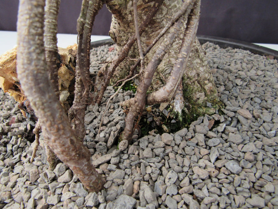 53 Year Ficus Retusa Specimen Curved Trunk Bonsai Tree Roots