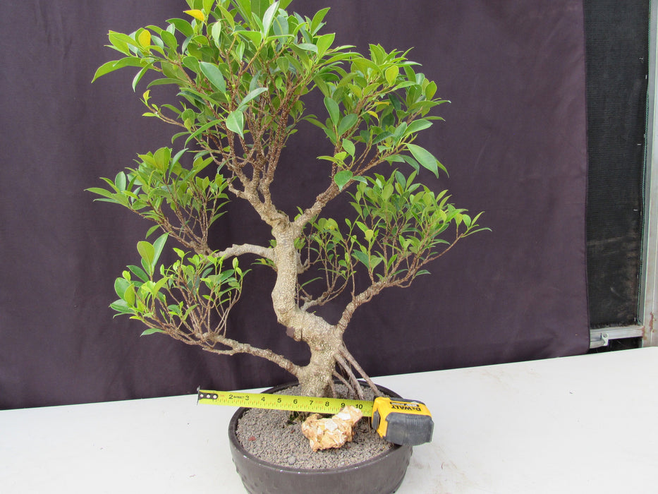 53 Year Ficus Retusa Specimen Curved Trunk Bonsai Tree Width