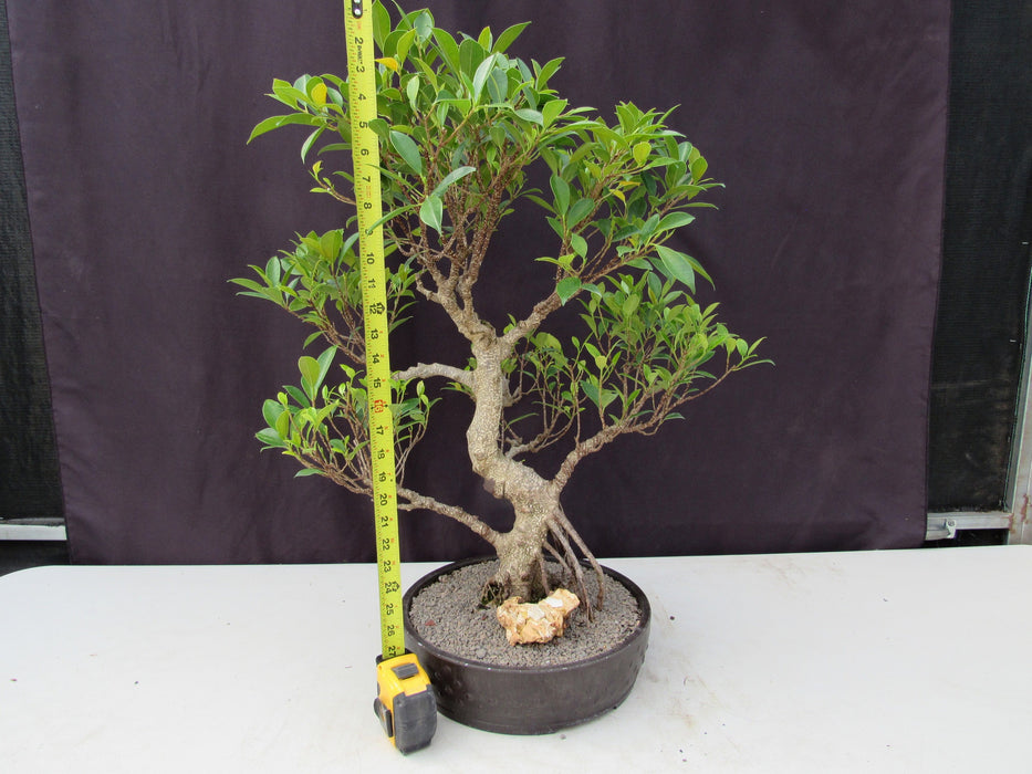 53 Year Ficus Retusa Specimen Curved Trunk Bonsai Tree Height