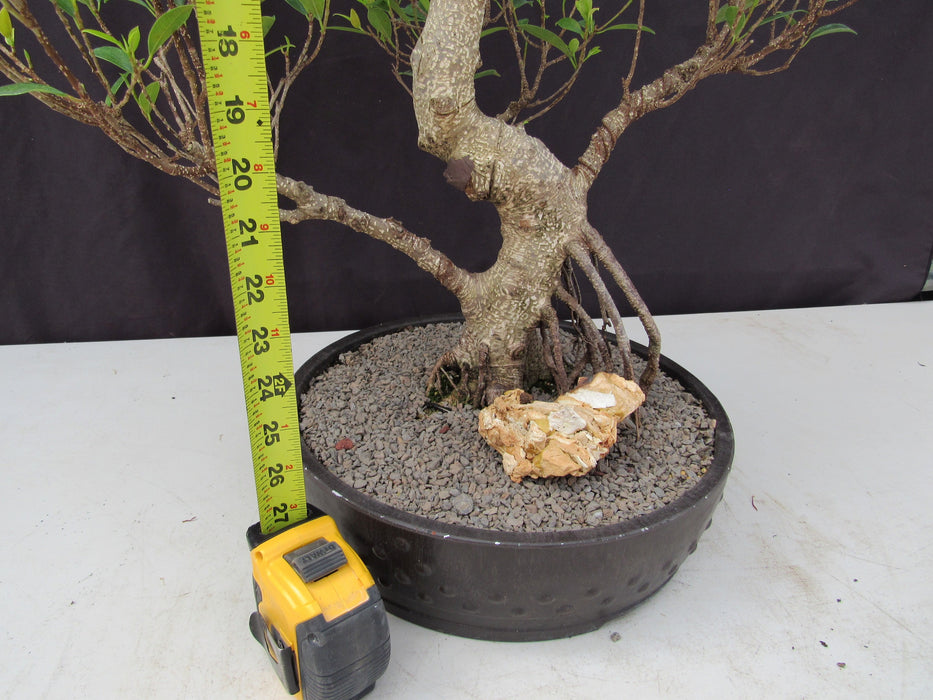 53 Year Ficus Retusa Specimen Curved Trunk Bonsai Tree Size