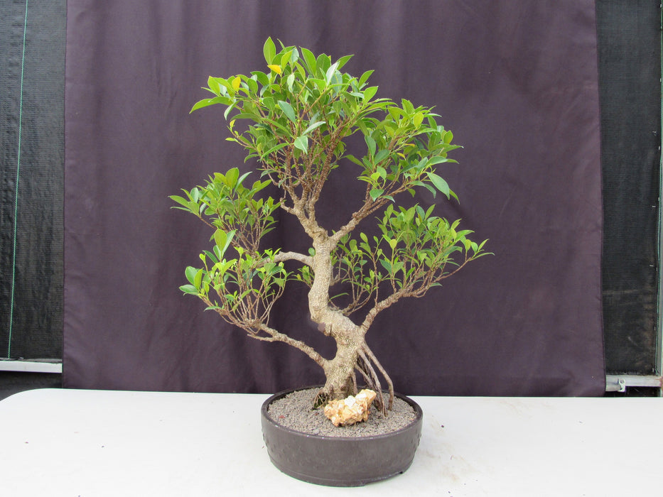 53 Year Ficus Retusa Specimen Curved Trunk Bonsai Tree Profile