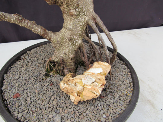 bonsai tree base 53 Year Ficus Retusa Specimen Curved Trunk Bonsai Tree