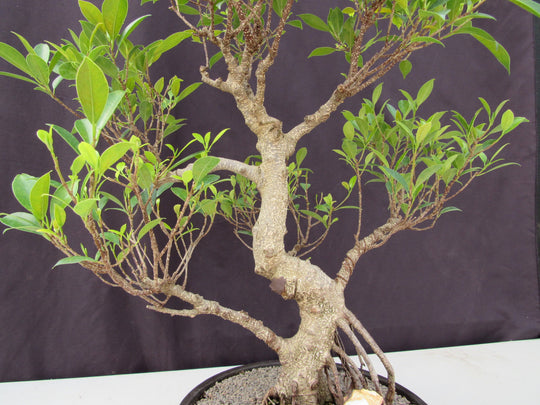 53 Year Ficus Retusa Specimen Curved Trunk Bonsai Tree