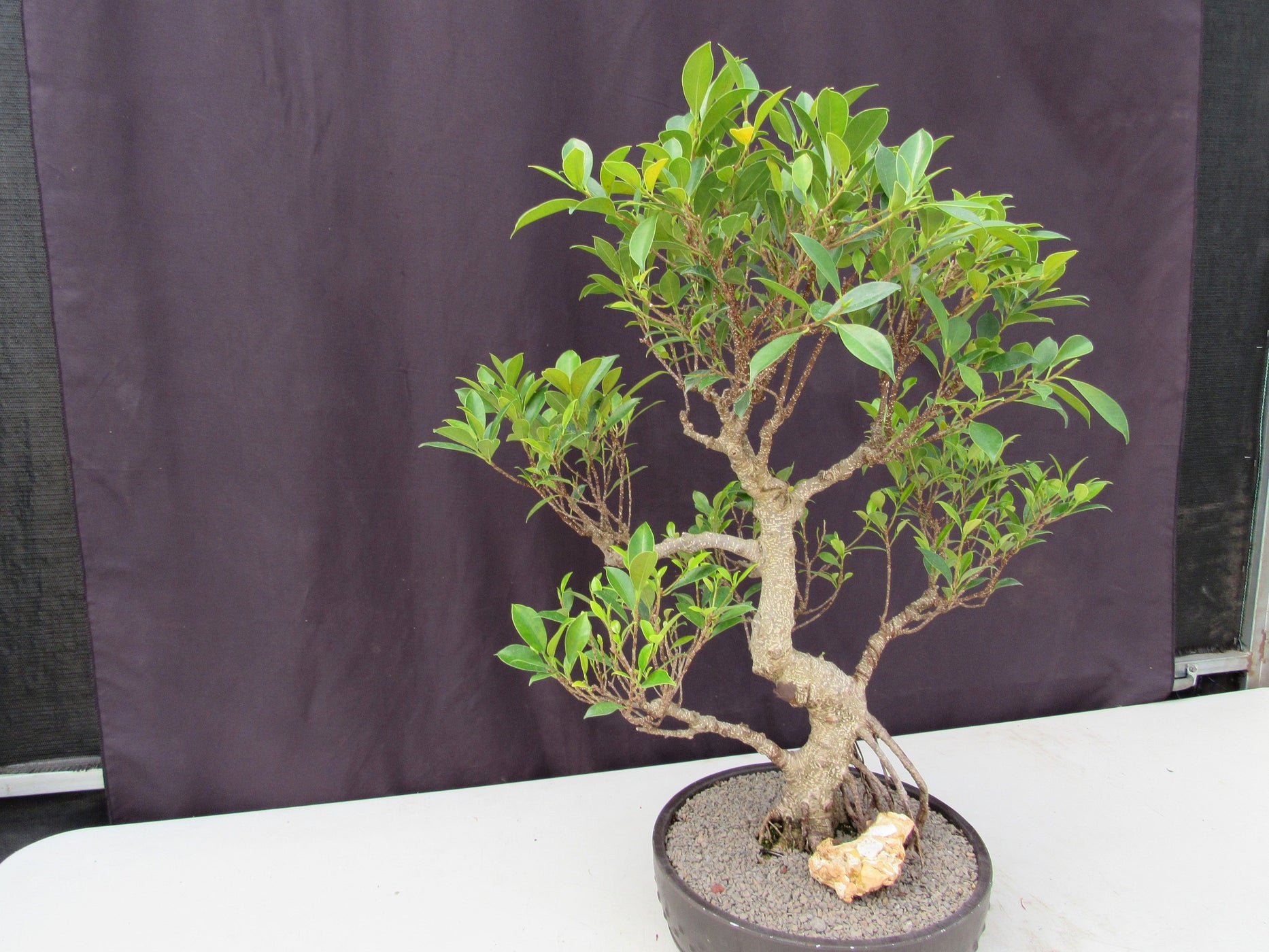 53 Year Ficus Retusa Specimen Curved Trunk Bonsai Tree