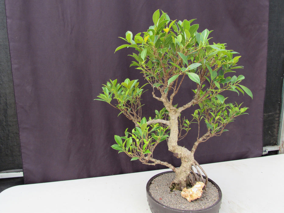 53 Year Ficus Retusa Specimen Curved Trunk Bonsai Tree Side