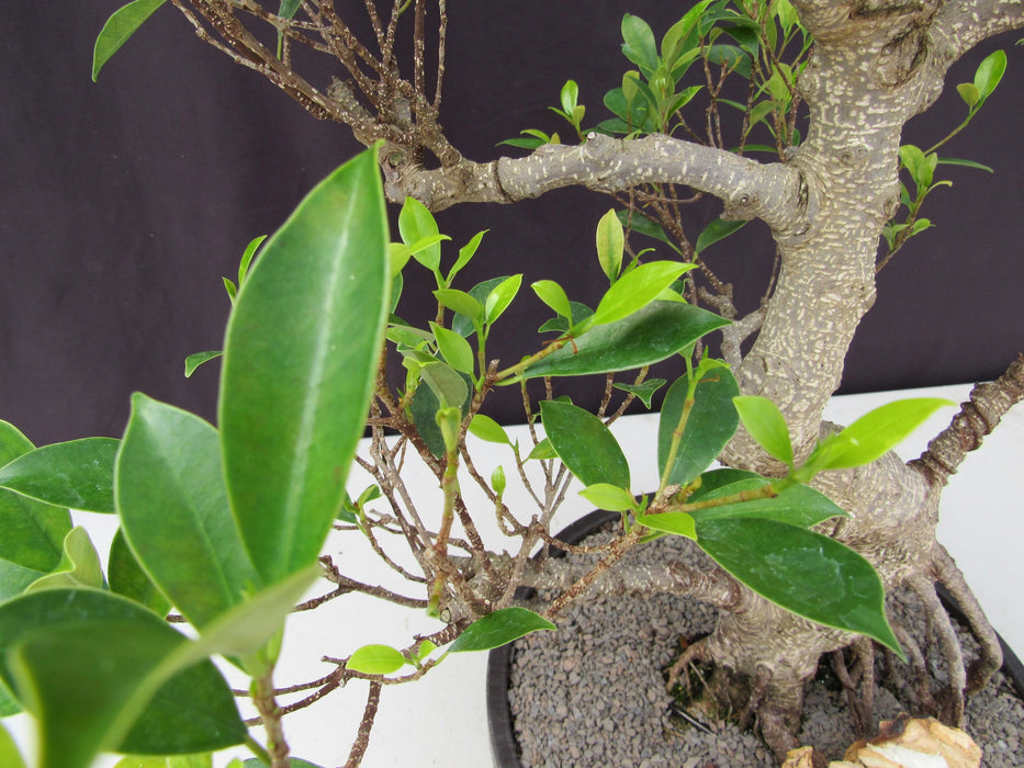 53 Year Ficus Retusa Specimen Curved Trunk Bonsai Tree Leaf Shape