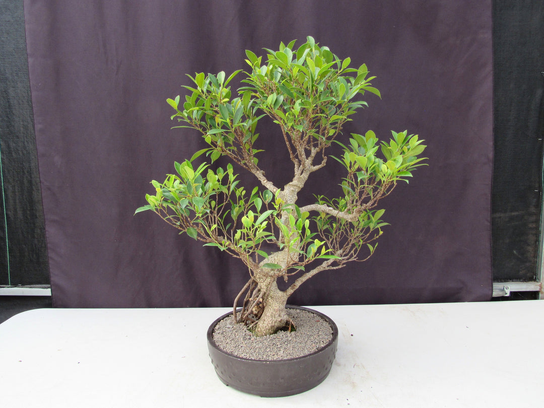 53 Year Ficus Retusa Specimen Curved Trunk Bonsai Tree Back