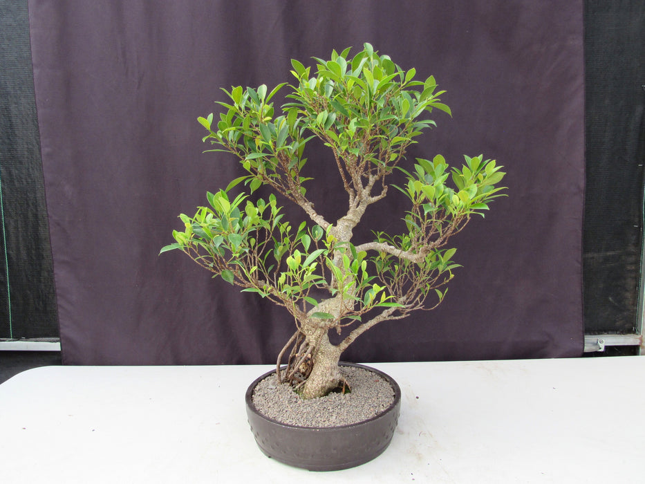 53 Year Ficus Retusa Specimen Curved Trunk Bonsai Tree Back