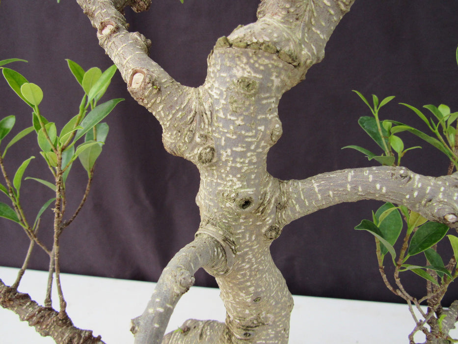53 Year Ficus Retusa Specimen Curved Trunk Bonsai Tree Bark