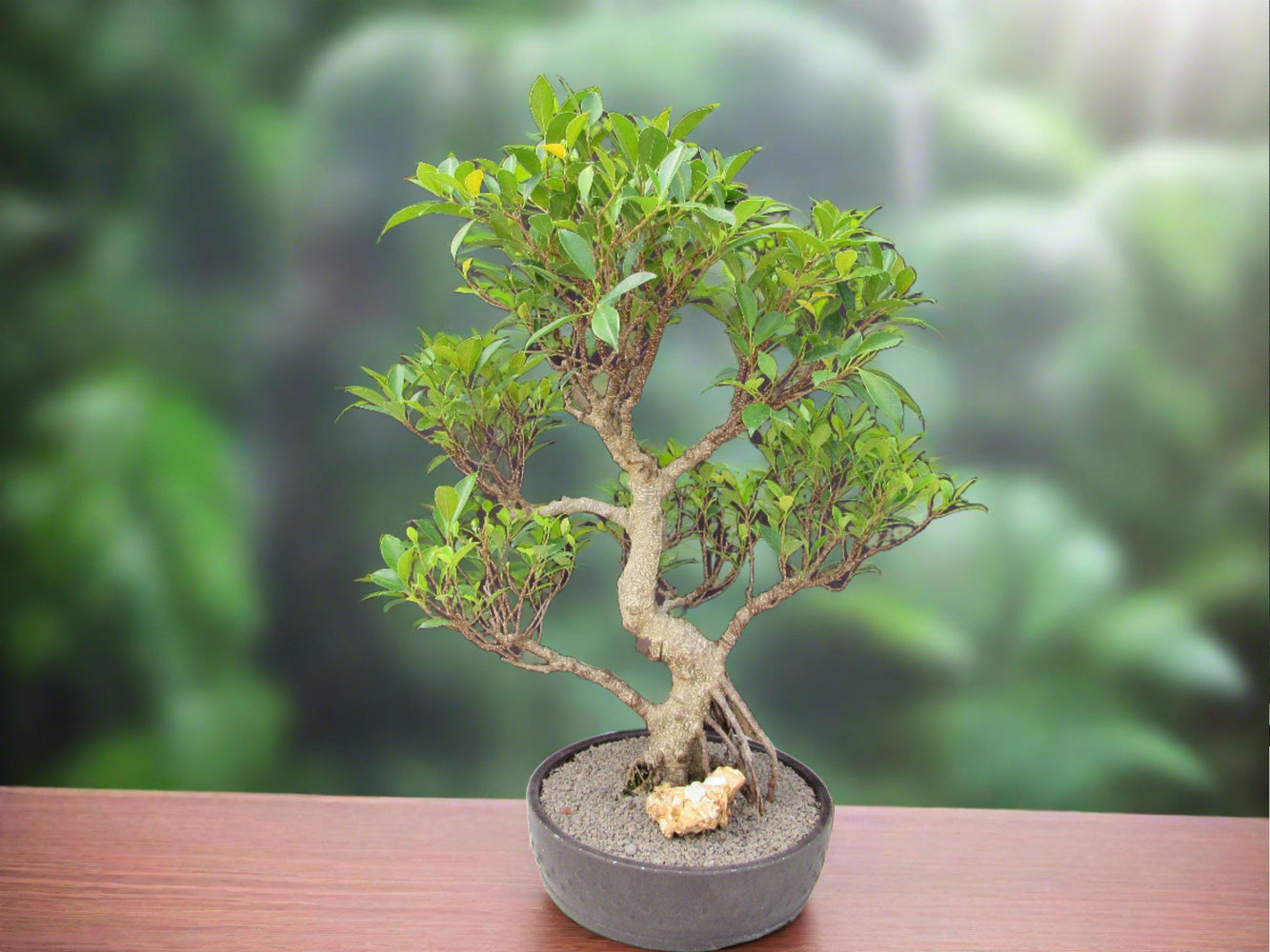 benjamina bonsai tree 53 Year Ficus Retusa Specimen Curved Trunk Bonsai Tree