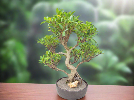 arbutus tree bonsai 53 Year Ficus Retusa Specimen Curved Trunk Bonsai Tree