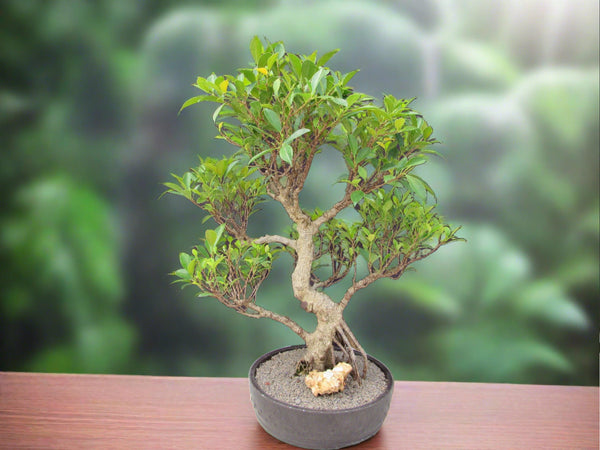 rubber tree bonsai 53 Year Ficus Retusa Specimen Curved Trunk Bonsai Tree