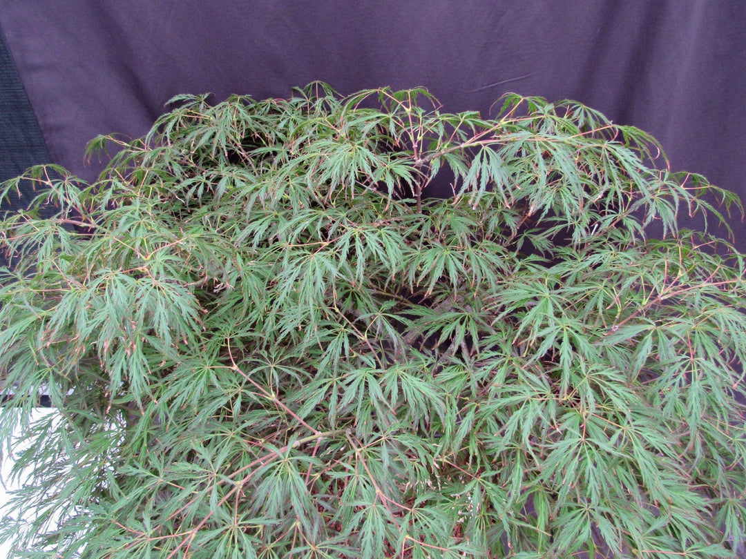 53 Year Old Crimson Queen Japanese Maple Specimen Bonsai Tree Summer Canopy