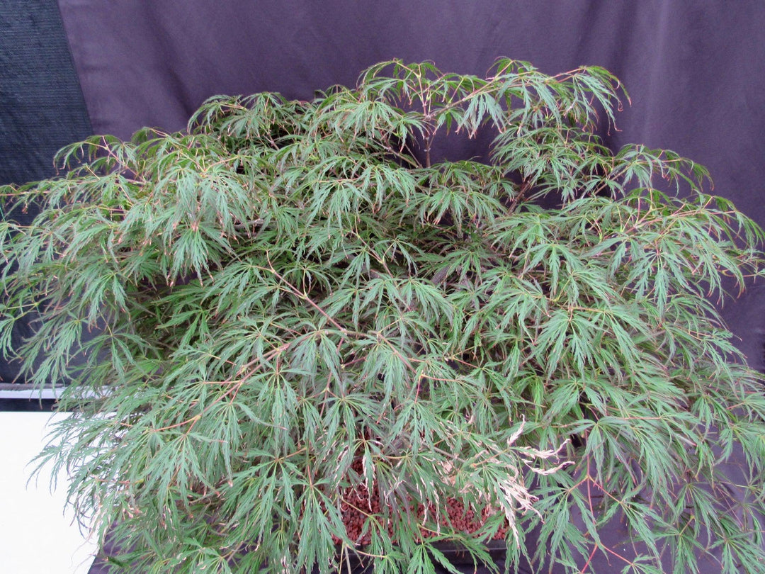 53 Year Old Crimson Queen Japanese Maple Specimen Bonsai Tree Birds Eye With Burn