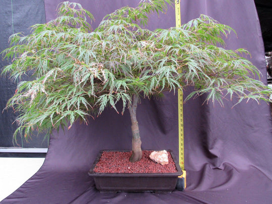 53 Year Old Crimson Queen Japanese Maple Specimen Bonsai Tree