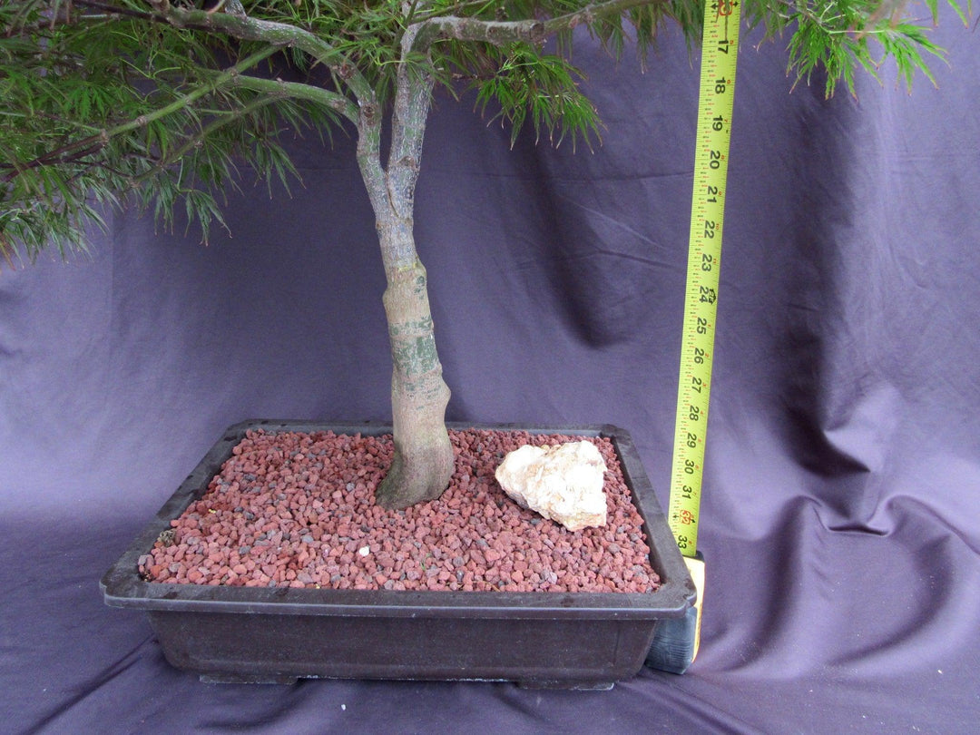 53 Year Old Crimson Queen Japanese Maple Specimen Bonsai Tree Tall