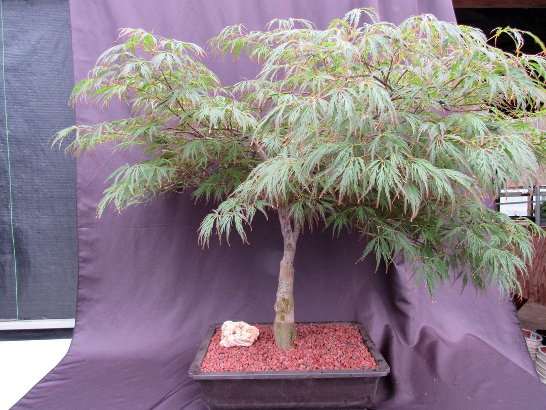 53 Year Old Crimson Queen Japanese Maple Specimen Bonsai Tree Back