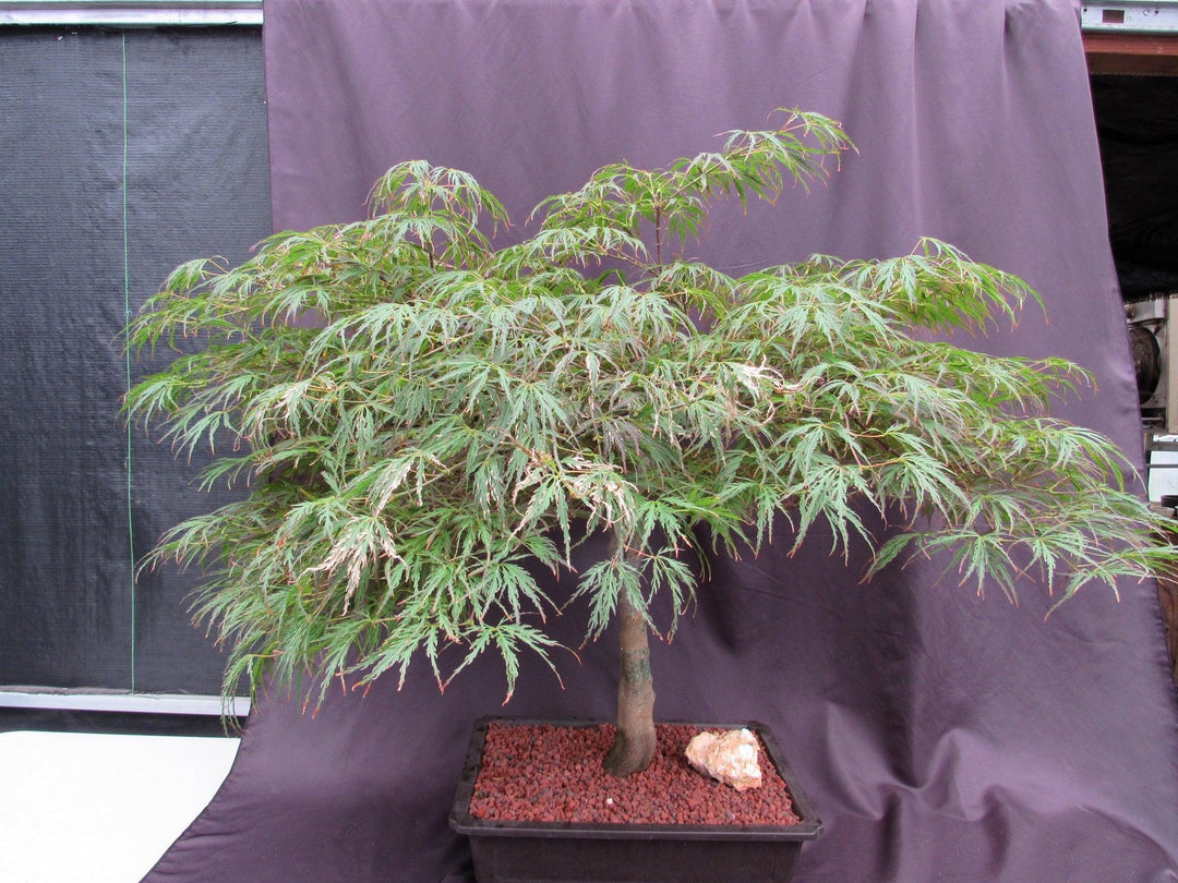 53 Year Old Crimson Queen Japanese Maple Specimen Bonsai Tree Canopy