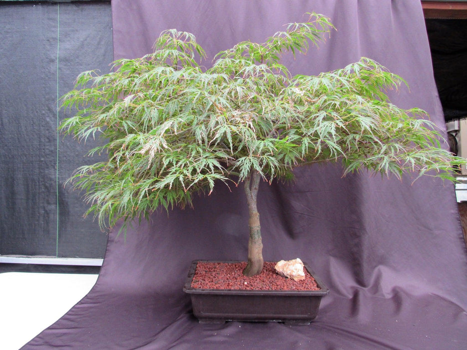 53 Year Old Crimson Queen Japanese Maple Specimen Bonsai Tree Profile