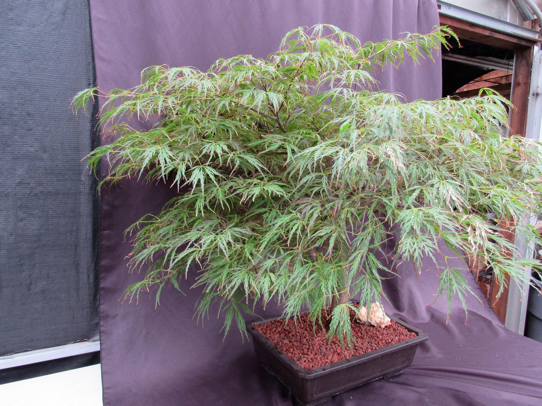 53 Year Old Crimson Queen Japanese Maple Specimen Bonsai Tree Side Canopy