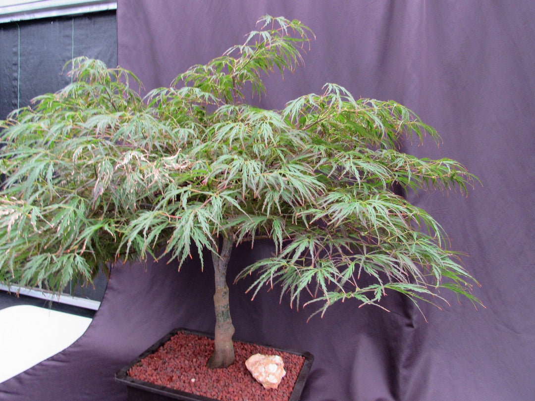 53 Year Old Crimson Queen Japanese Maple Specimen Bonsai Tree Side Profile