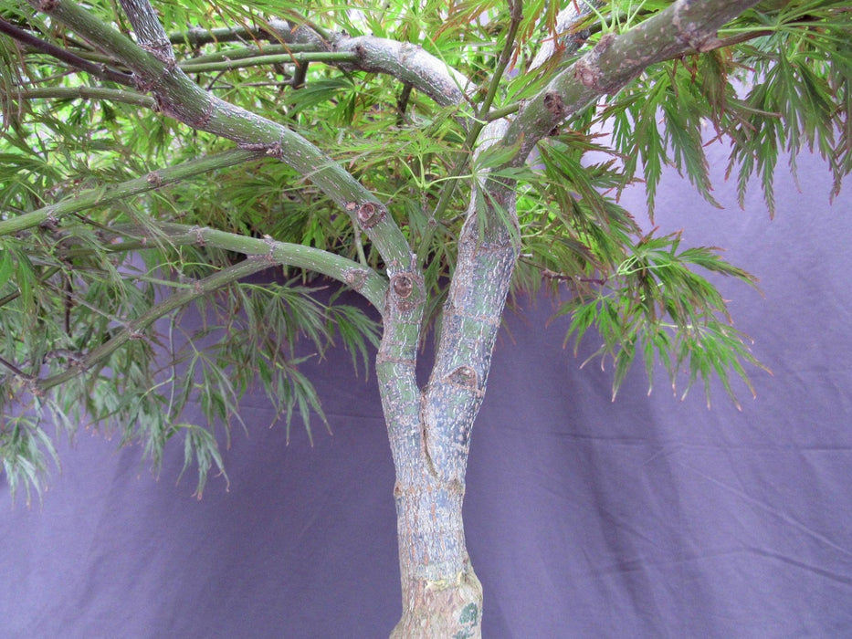 53 Year Old Crimson Queen Japanese Maple Specimen Bonsai Tree Branch Structure