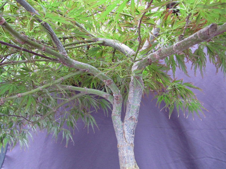 53 Year Old Crimson Queen Japanese Maple Specimen Bonsai Tree Trunk