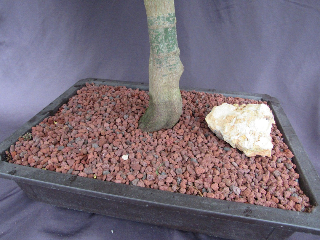 53 Year Old Crimson Queen Japanese Maple Specimen Bonsai Tree Trunk Base