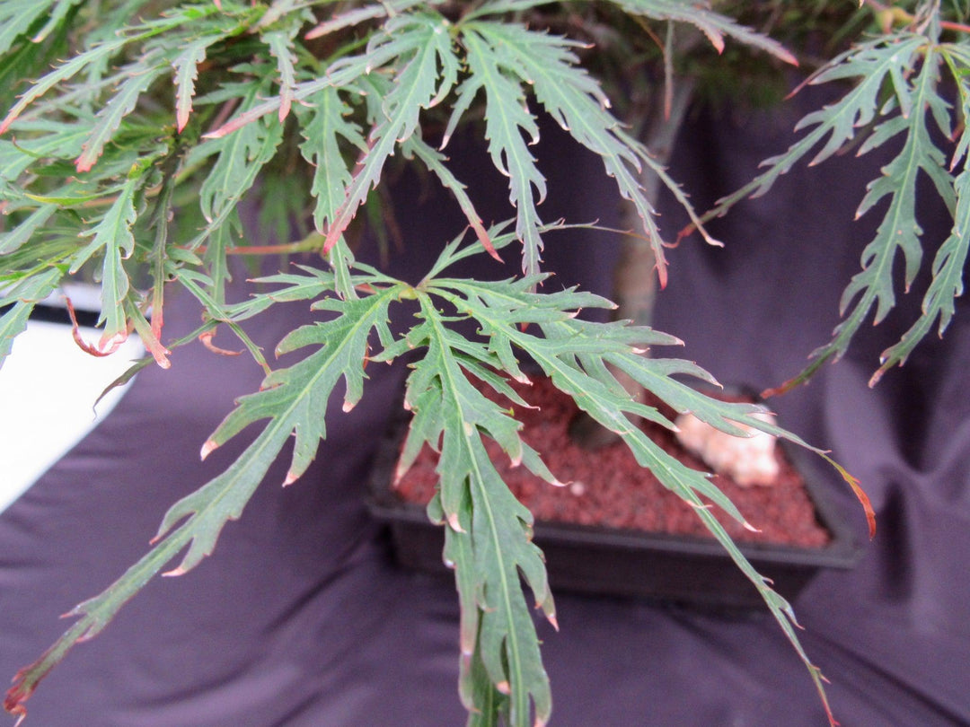 53 Year Old Crimson Queen Japanese Maple Specimen Bonsai Tree Leaves