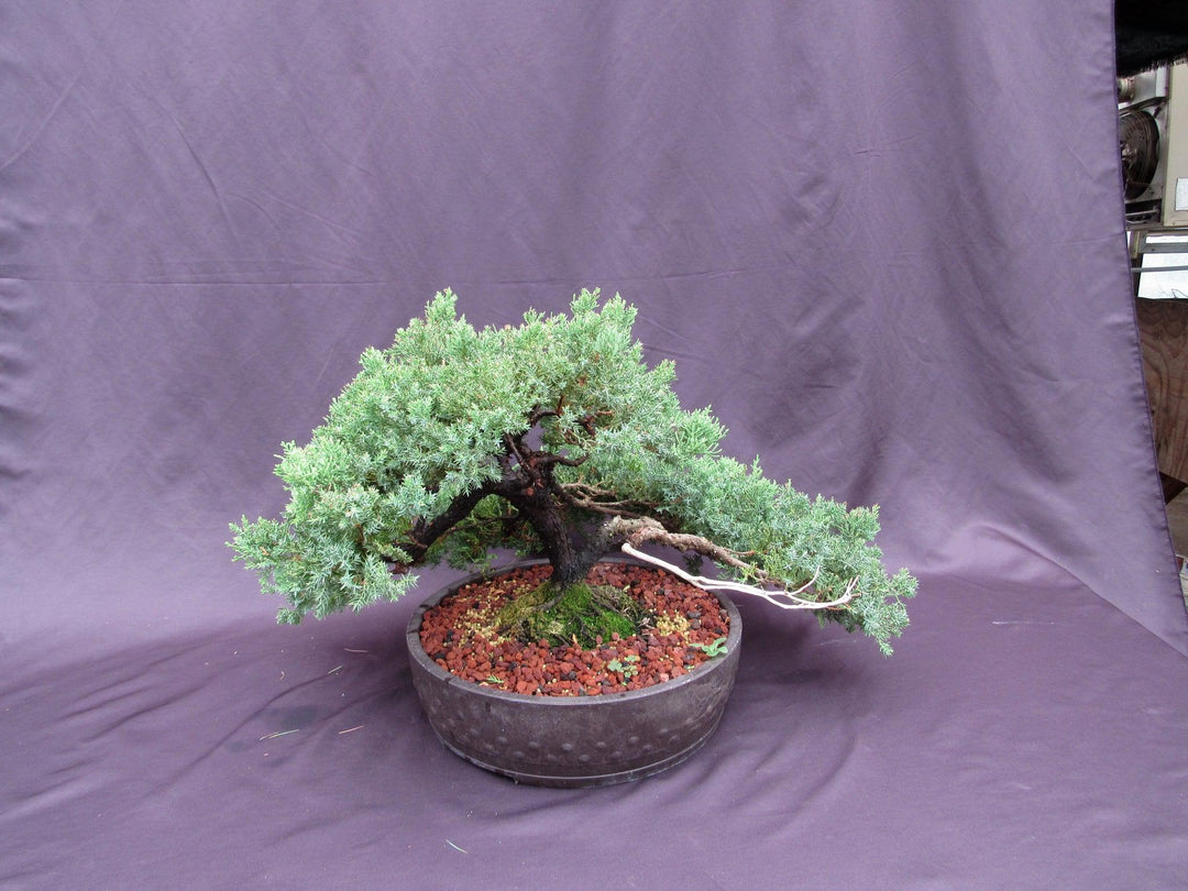 53 Year Old Juniper Classical Specimen Bonsai Tree Side