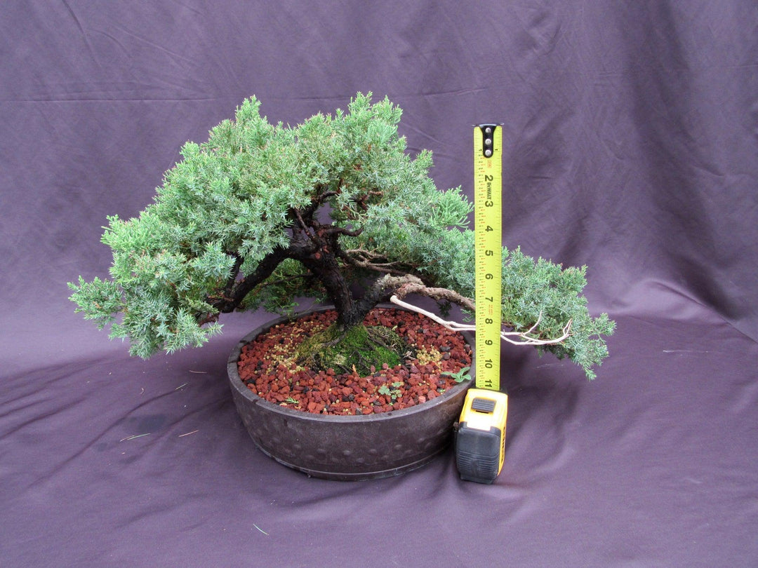 53 Year Old Juniper Classical Specimen Bonsai Tree Height
