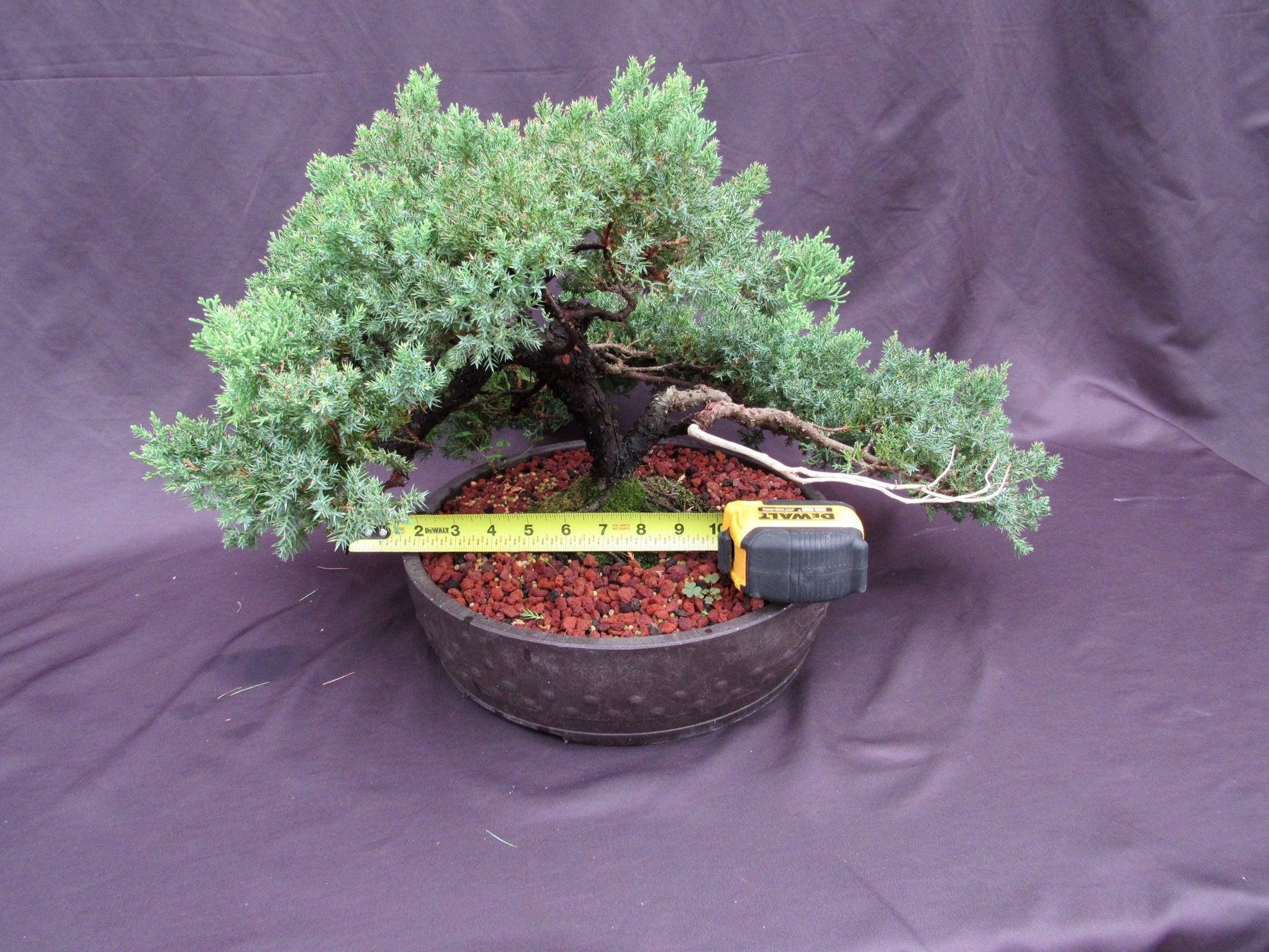 53 Year Old Juniper Classical Specimen Bonsai Tree