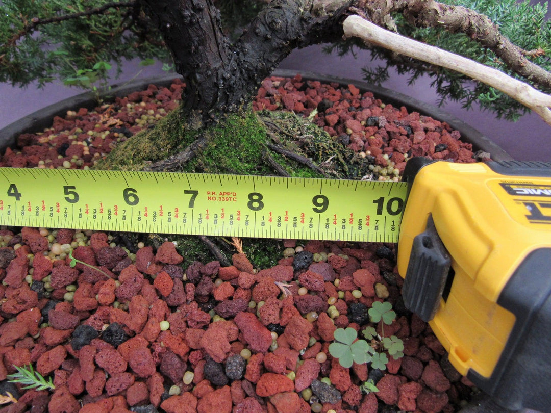 53 Year Old Juniper Classical Specimen Bonsai Tree Width