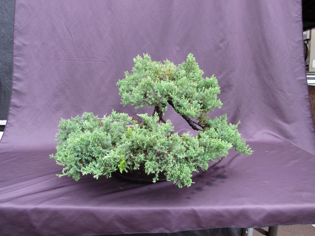 53 Year Old Juniper Classical Specimen Bonsai Tree Back