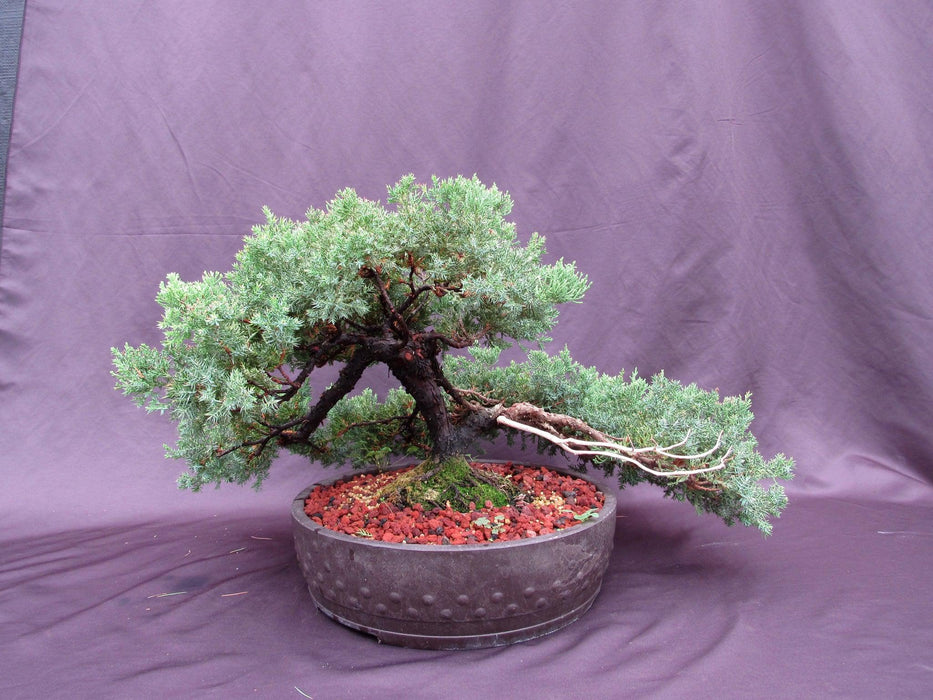53 Year Old Juniper Classical Specimen Bonsai Tree Profile