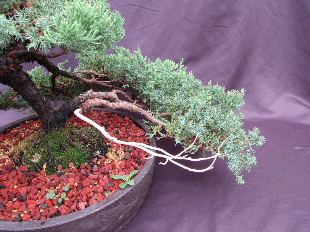 53 Year Old Juniper Classical Specimen Bonsai Tree Jin Dead Wood