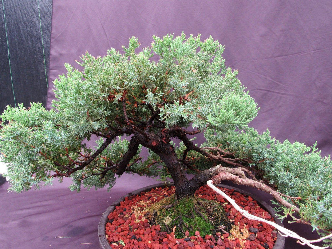53 Year Old Juniper Classical Specimen Bonsai Tree Trunk Split