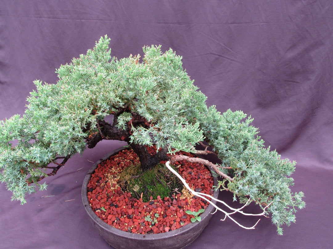 53 Year Old Juniper Classical Specimen Bonsai Tree Canopy